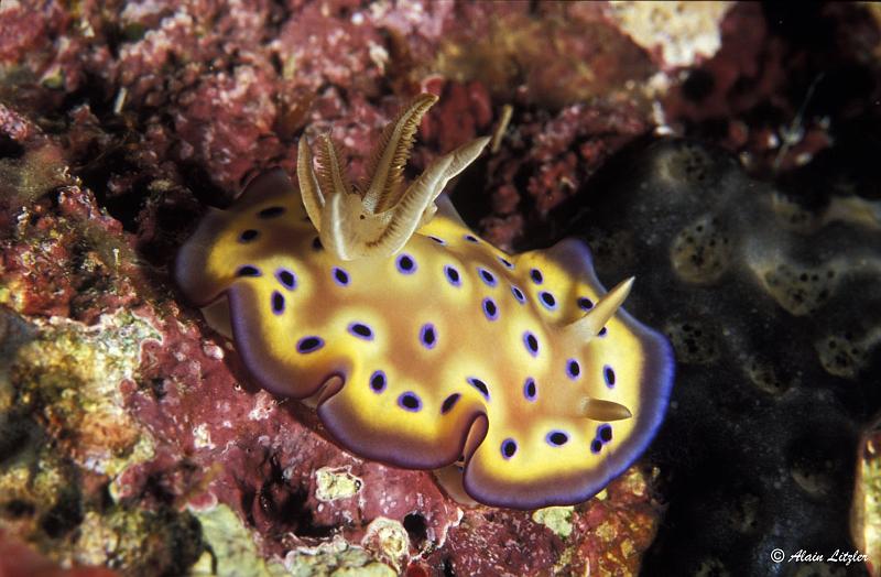 Chromodoris de Kun T13-02  2007 Alain LITZLER.jpg -   >  Voir la fiche   